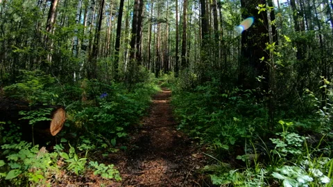 Very fast movement on a forest path. POV Stock Footage 97081497