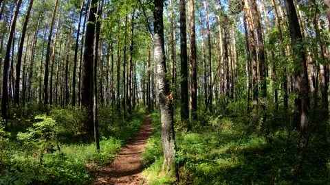 Very fast movement on a forest path. POV Stock Footage 97082389