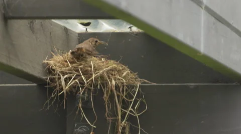 A very fast time lapse of a bird constructing a nest. 5 hours of filming reduced Stock Footage 68788204