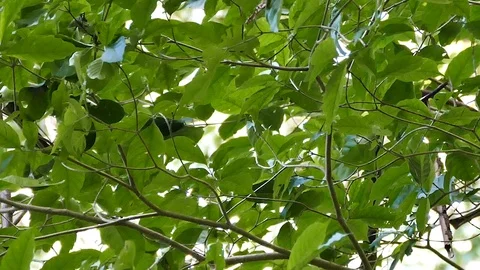 Very fast vireo type bird with yellow stripes looking for food Stock Footage 123557199