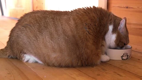 Very Fat Cat Eats Food from a Bowl. Ginger and White Striped Cat is Large. 스톡 동영상 156442167