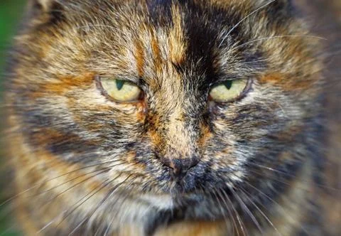 Very fluffy cat Stock Photos