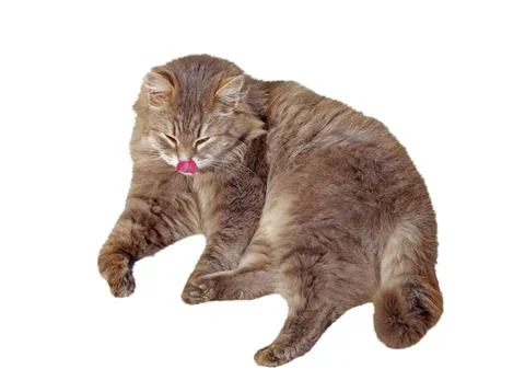 Very fluffy cat Stock Photos