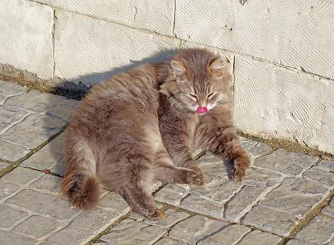 Very fluffy cat Stock Photos