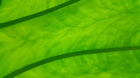 Very fresh plant leaf scenery background. Taro leaf texture. Video stock 289463583