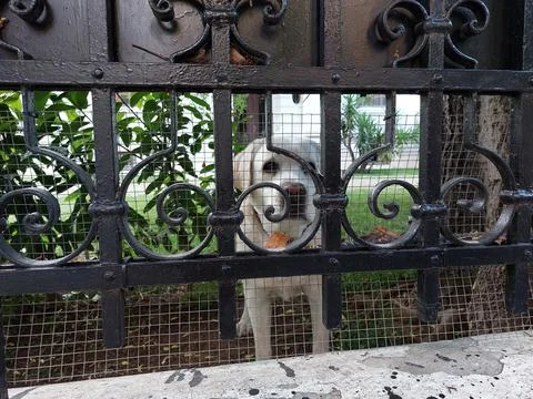 Very friendly dog Stock Photos