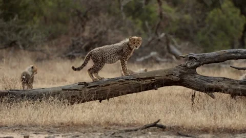 A very full cheetah cub on top of a dead tree Stock Footage 340021692