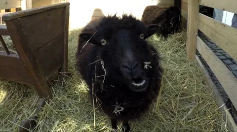 Very funny cute small black sheep eating... | Stock Video | Pond5