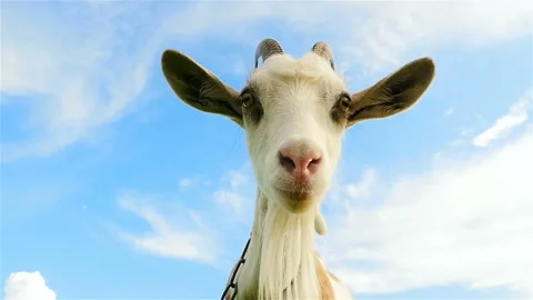 Very funny goat. Close-up. Slow motion | Stock Video | Pond5