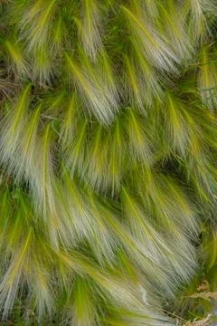 Very green feather grass as background texture Stock Photos