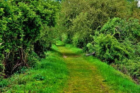 A very green pathway between two lakes Stock Photos