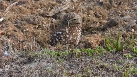 A very handsome Burrowing Owl watching over his domain in southwestern Florida Vidéo 343032378