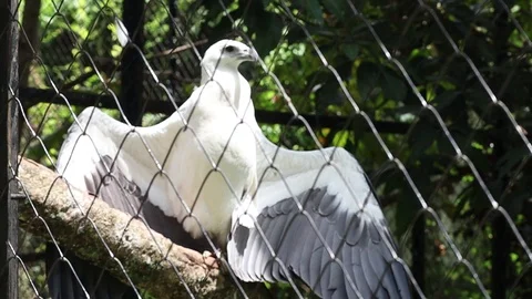 A very handsome eagle with beautiful wings in a cage 스톡 동영상 118873931
