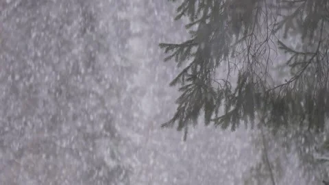 Very heavy snowfall and pine in Siberia Stock Footage 281202386