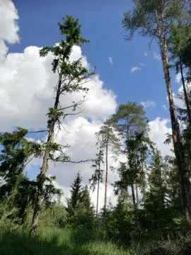 Very high  forest TREES Stock Photos