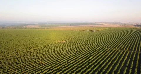 Very high panoramic view of a beautiful coffee plantation in Sao Paulo 스톡 동영상 113578689
