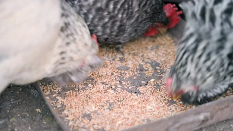 Very hungry chickens pecking wheat from the feeder close-up Stock Footage 199743379