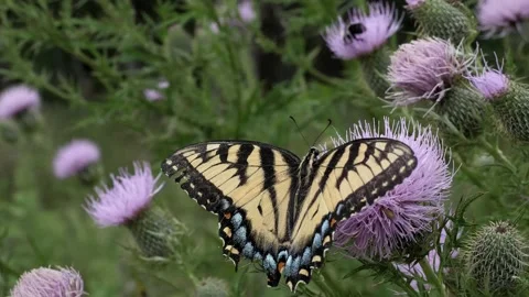A very hungry Eastern Tiger swallowtail climbing over a wild flower. Video stock 324764267