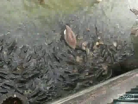 Very Hungry fish  Stock Footage 385788