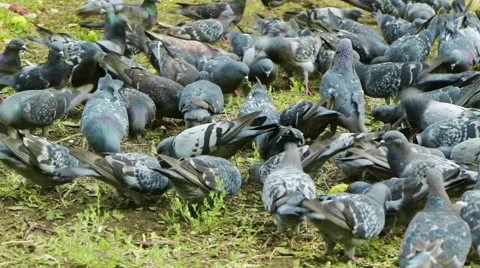 Very hungry pigeons. Stock Footage 68069043
