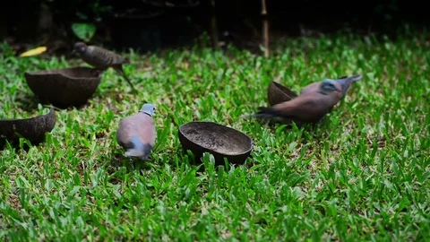 Very hungry Pigeons or Doves eat grain feed, Bird feed on grass Stock Footage 80623707