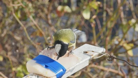 A very hungry tit eats a pork lard tied to a balcony, on a blurred backgroun 스톡 동영상 232829698