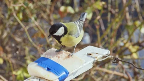 A very hungry titmouse with an appetite eats a tied pork lard, on a blurred Vídeos de archivo 232829732