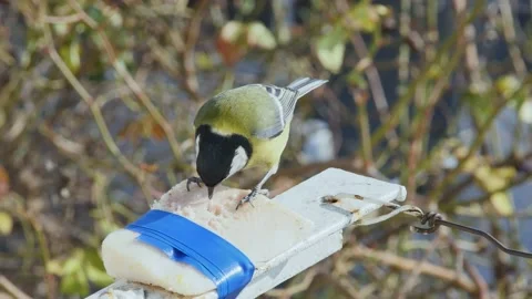 A very hungry titmouse with an appetite eats pork lard tied to the balcony, Vidéo 232829735