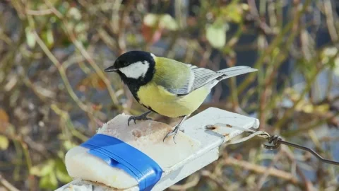 A very hungry titmouse with appetite eats pork lard, on a blurred background 库存影片 232829816