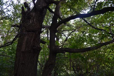 Very Interesting Tree Shape Foto stock