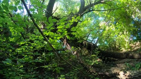 Very Interesting Willow In The Ravine Stock Footage 197530484