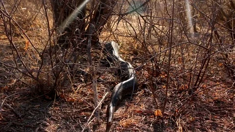A very large African Rock Python in the wild, having just eaten a small Video stock 108135372