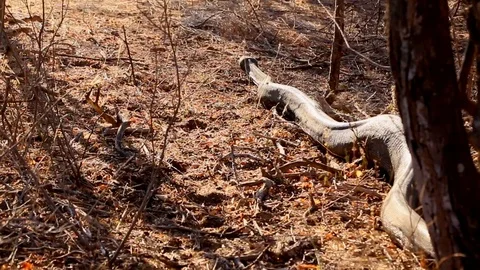 A very large African Rock Python in the wild, having just eaten a small Stock Footage 108135453