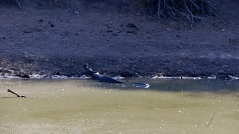 A very large African Rock Python in the wild, having just eaten a small Stock Footage 108135456
