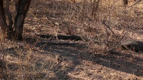 A very large African Rock Python in the wild, having just eaten a small Stock Footage 108135490