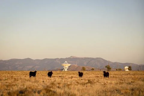 Very Large Array satellite dishes and cows in New Mexico Stock Photos