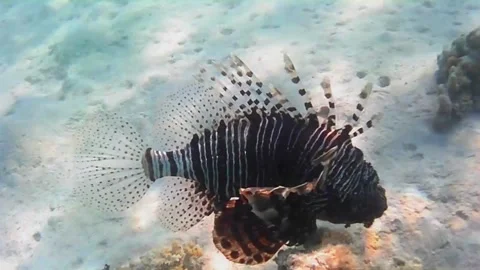 Very Large Black and Striped Lionfish Swimming Over Coral Reef Stock Footage 341770869