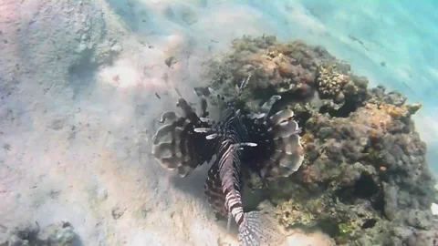 Very Large Black and Striped Lionfish Swimming Over Coral Reef Stock Footage 341770874