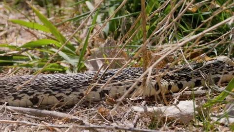 Very Large Bullsnake Slithering Through Grass Stock Footage 333398889