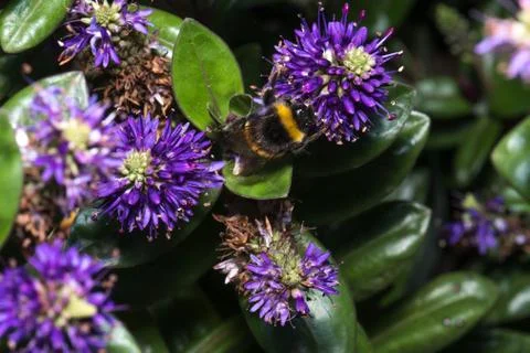 A very large bumblebee pollinating purple flowers in a park, macro photo Stock Photos