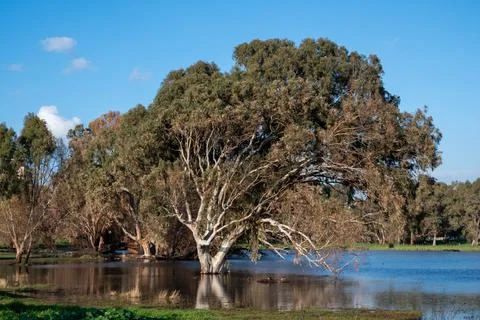 Very large eucalyptus trees in the middle of the water in the lake on a sunny Stock Photos