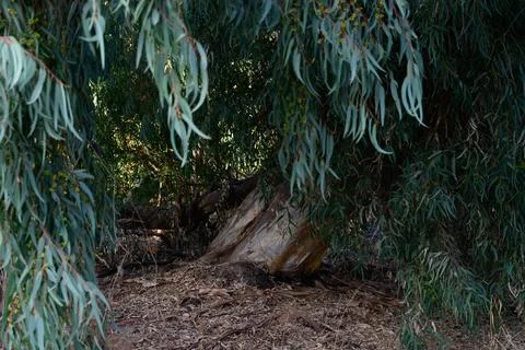 Very large eucalyptus trees in the park on a sunny day Stock Photos