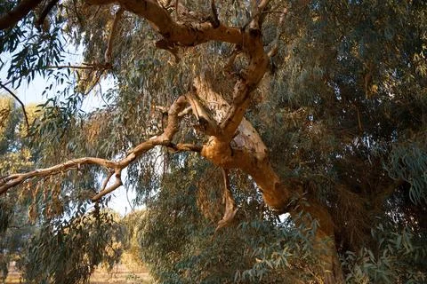 Very large eucalyptus trees in the park on a sunny day Fotos Stock