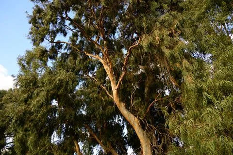 Very large eucalyptus trees in the park on a sunny day Foto stock
