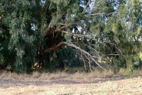 Very large eucalyptus trees in the park on a sunny day Stock-Fotos