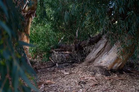 Very large eucalyptus trees in the park on a sunny day Stock Photos