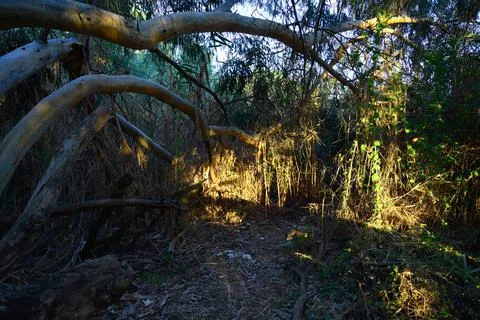 Very large eucalyptus trees in the park on a sunny day Fotos Stock