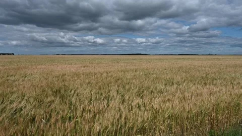 A very large field of golden colored wheat is moving in a light wind  Stock Footage 247600548
