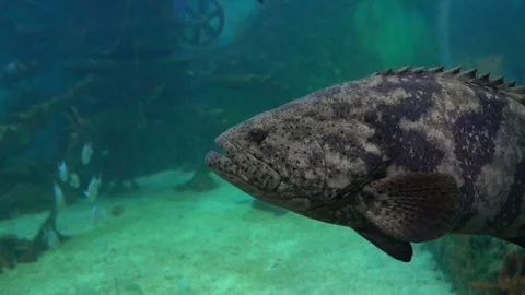 A very large fish looks into the camera. The gills of the fish move during Stock Footage 73277163