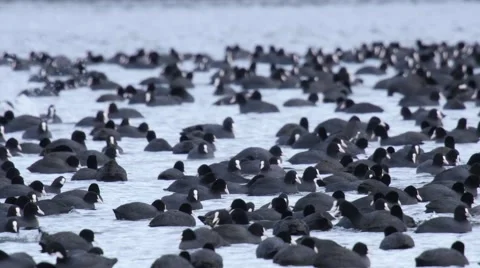 Very Large flock of Coot at their winter home on a lake Stock Footage 60963783